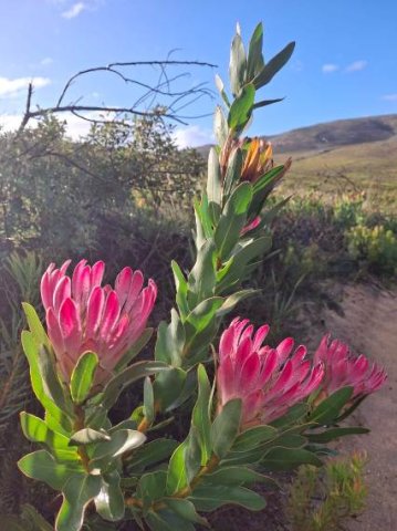 Protea compacta flowering by a mountain road